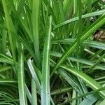 Allium omeiense Leaf
