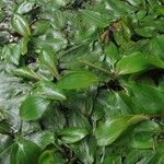 Potamogeton natans 葉