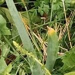 Allium cepa Hoja