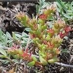 Sedum cespitosum Flower