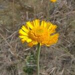 Helenium pinnatifidum Flower