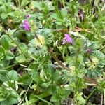 Lamium amplexicauleŽiedas