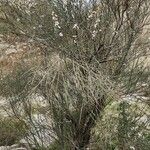 Prunus scoparia Otro