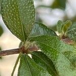 Acalypha siamensis Leaf