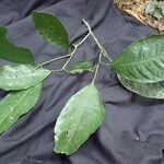 Rinorea oblongifolia Yaprak