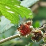 Rubus alceifolius Owoc