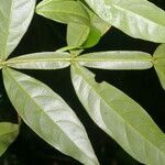 Inga acuminata Blad