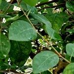 Morisonia paradoxa 葉