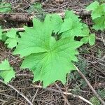 Achlys triphylla Leaf