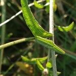 Centaurea decipiens Leaf