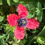 Papaver hybridum Květ