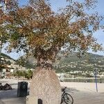 Ceiba insignis Habit