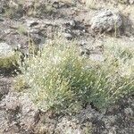 Linaria nivea Hábito
