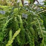 Campyloneurum xalapense Leaf