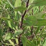 Solidago speciosa Blatt