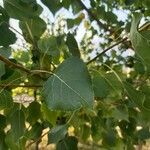Populus x canadensis Frunză