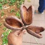 Sterculia foetida Fruit