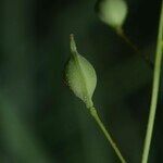 Camelina microcarpa Fruto