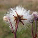Tripolium pannonicum 花
