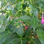 Strobilanthes hamiltoniana Levél