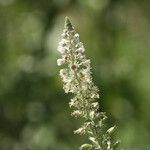 Reseda alba Blüte