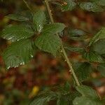 Rubus questieri 葉