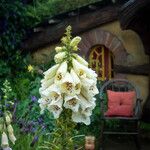 Digitalis grandifloraफूल