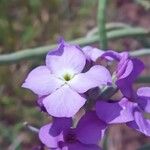 Matthiola parviflora