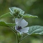 Althaea officinalis പുഷ്പം