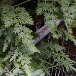 Lygodium japonicum Hoja