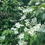 Cornus hongkongensis ഇല