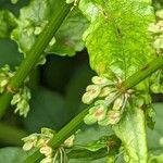 Rumex sanguineus Hedelmä