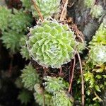 Sempervivum arachnoideum Φύλλο