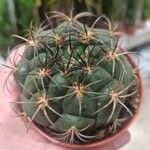 Gymnocalycium pflanzii Rinde