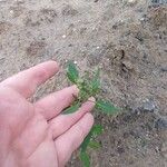 Chenopodium album Flor