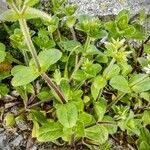 Cerastium glomeratum Folha