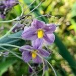 Solanum glaucophyllum Flower