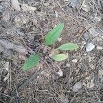 Cynoglossum dioscoridis Leaf