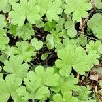 Bowlesia incana Yaprak