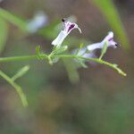 Andrographis paniculata फूल