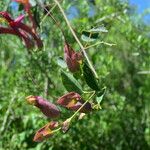 Dolichandra cynanchoides Çiçek