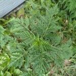 Ambrosia artemisiifolia Leaf