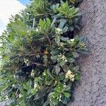 Pittosporum tobira Συνήθη χαρακτηριστικά