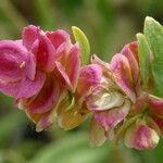 Grayia spinosa Цвят