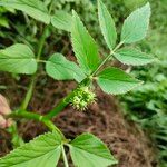 Oenanthe javanica Blatt