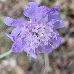 Scabiosa lucidaЦветок