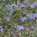 Scilla bifolia 花