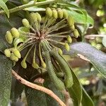 Marcgravia umbellata Flor