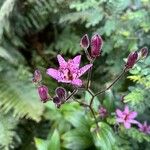 Tricyrtis hirtaFlower