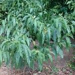 Solanum bahamense Habitatea